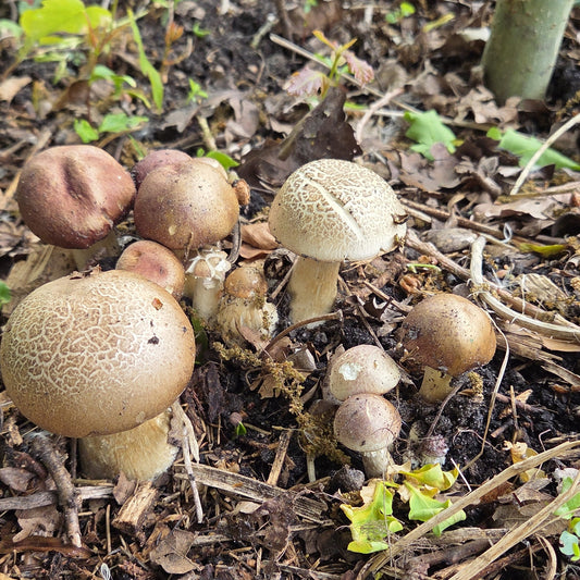 Blauwplaatstropharia in een bed van houtsnippers, met jonge en volgroeide hoeden