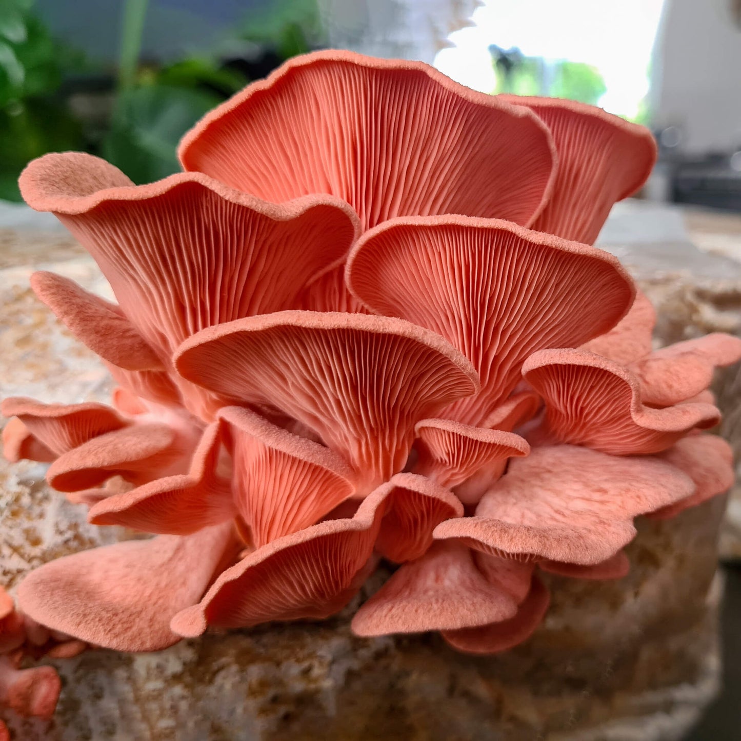 Roze Oesterzwam broed - 80 gram