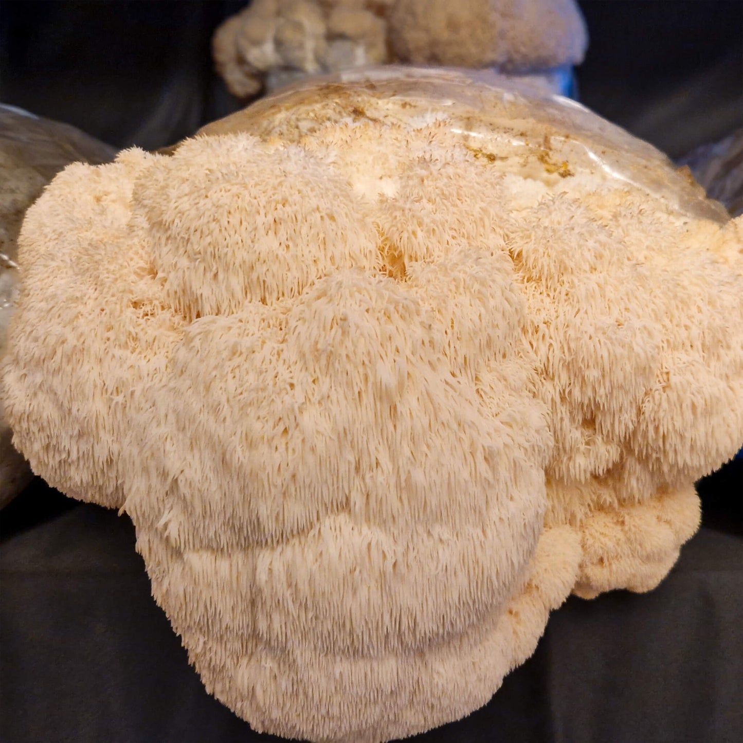 Pruikzwam (Lion’s Mane) Kweekset XL