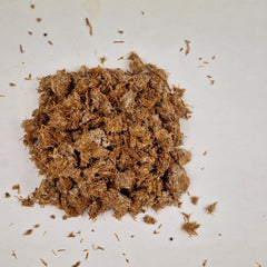 Blauwplaatstropharia / Garden Giant broed - 250 gram