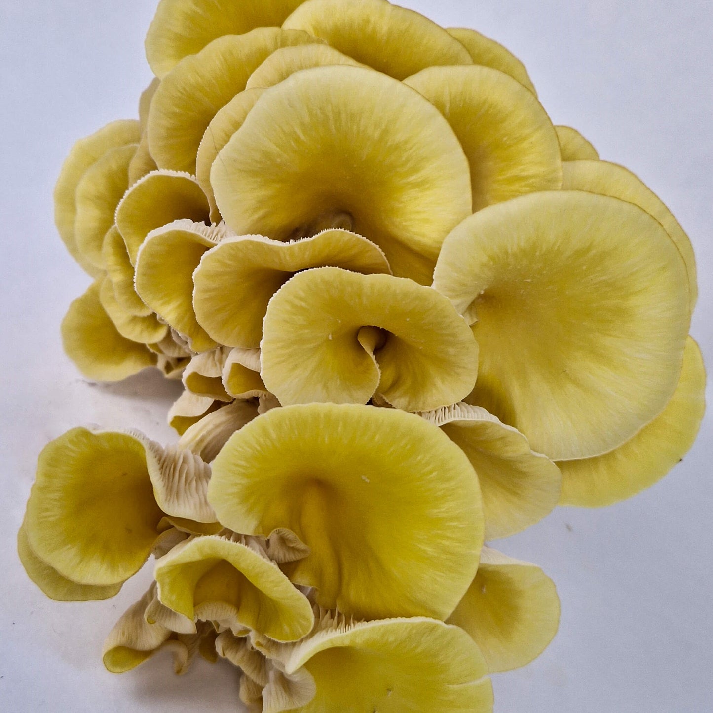 Gele Oesterzwam broed - 80 gram