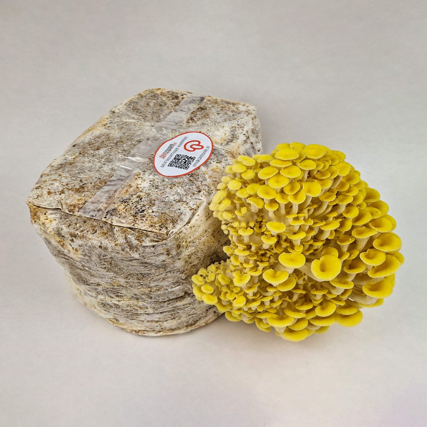 Gele Oesterzwam kweekset XL