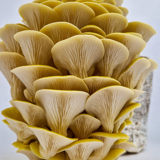 Gele Oesterzwam kweekset XL