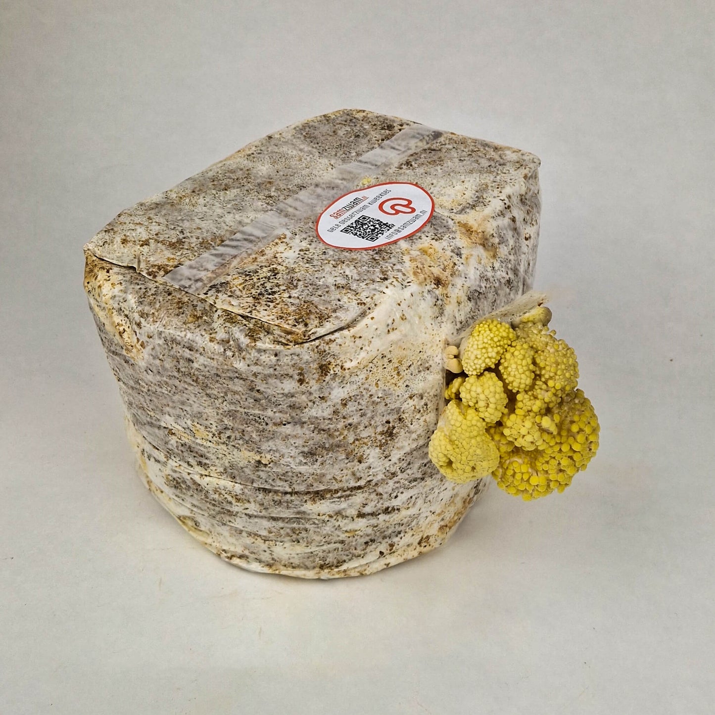 Gele Oesterzwam kweekset XL