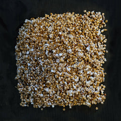 Roze Oesterzwam broed - 80 gram