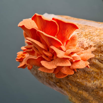 Roze Oesterzwam broed - 80 gram