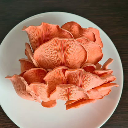 Roze Oesterzwam broed - 80 gram