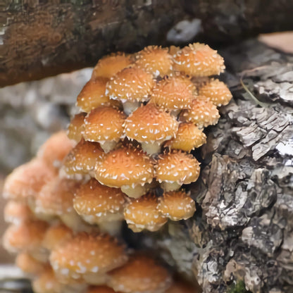 Goudvliesbundelzwam (Chestnut) pluggen