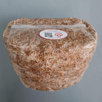 Roze Oesterzwam kweekset XL