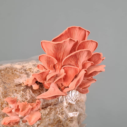 Roze Oesterzwam kweekset XL