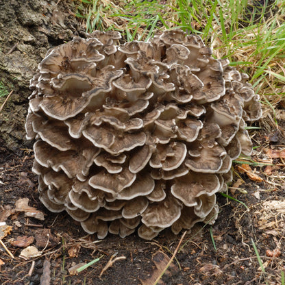 Eikhaas (Maitake) Pluggen