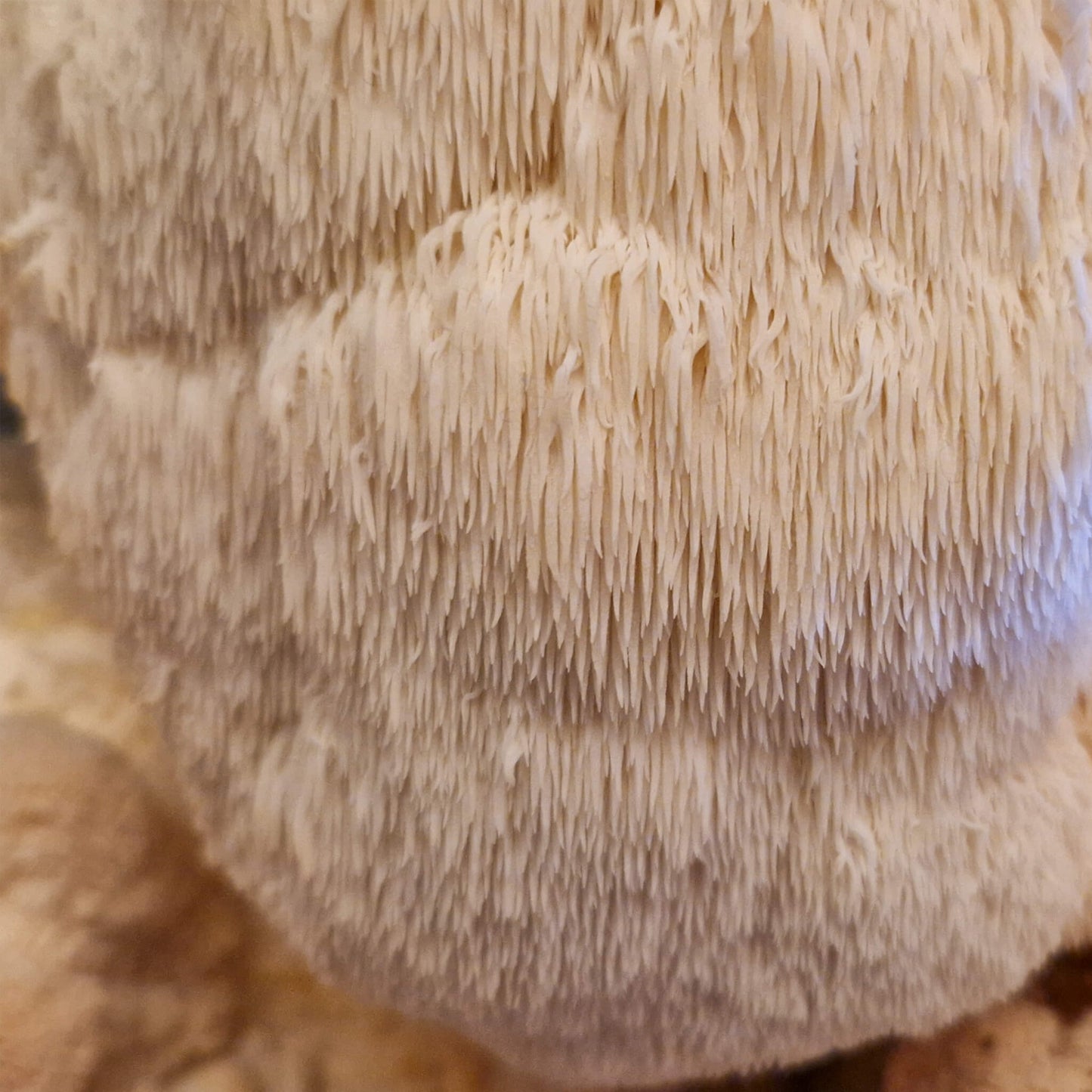 Pruikzwam (Lion’s Mane) Kweekset XL