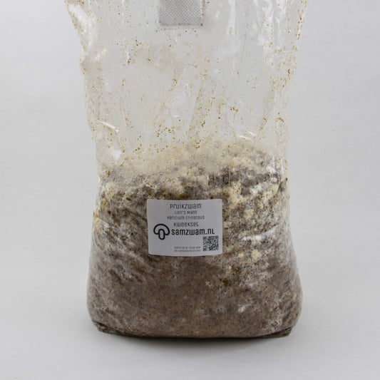 Pruikzwam (Lion’s Mane) Kweekset XL