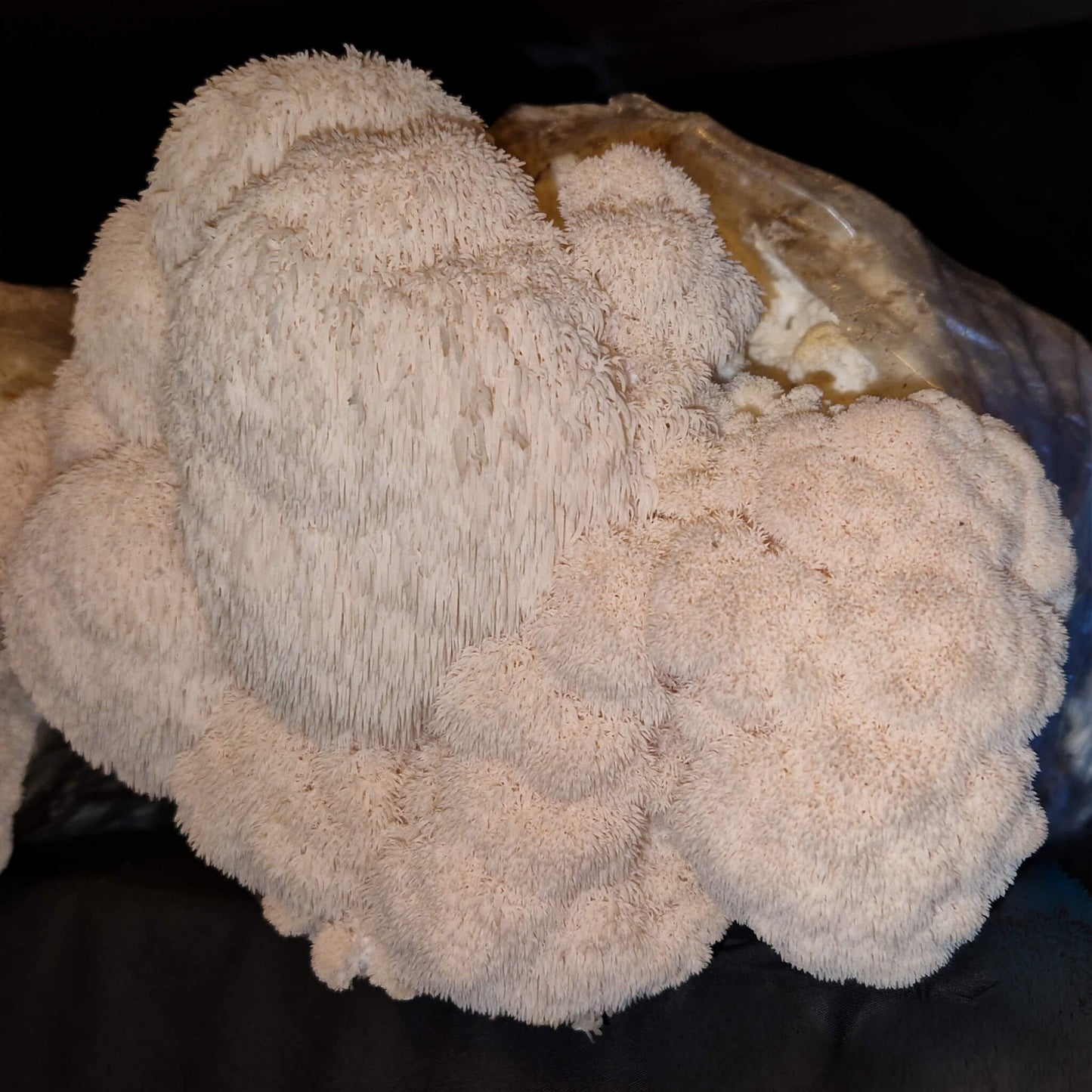 Pruikzwam (Lion’s Mane) Kweekset XL