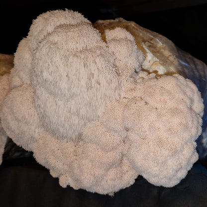 Pruikzwam (Lion’s Mane) Kweekset XL